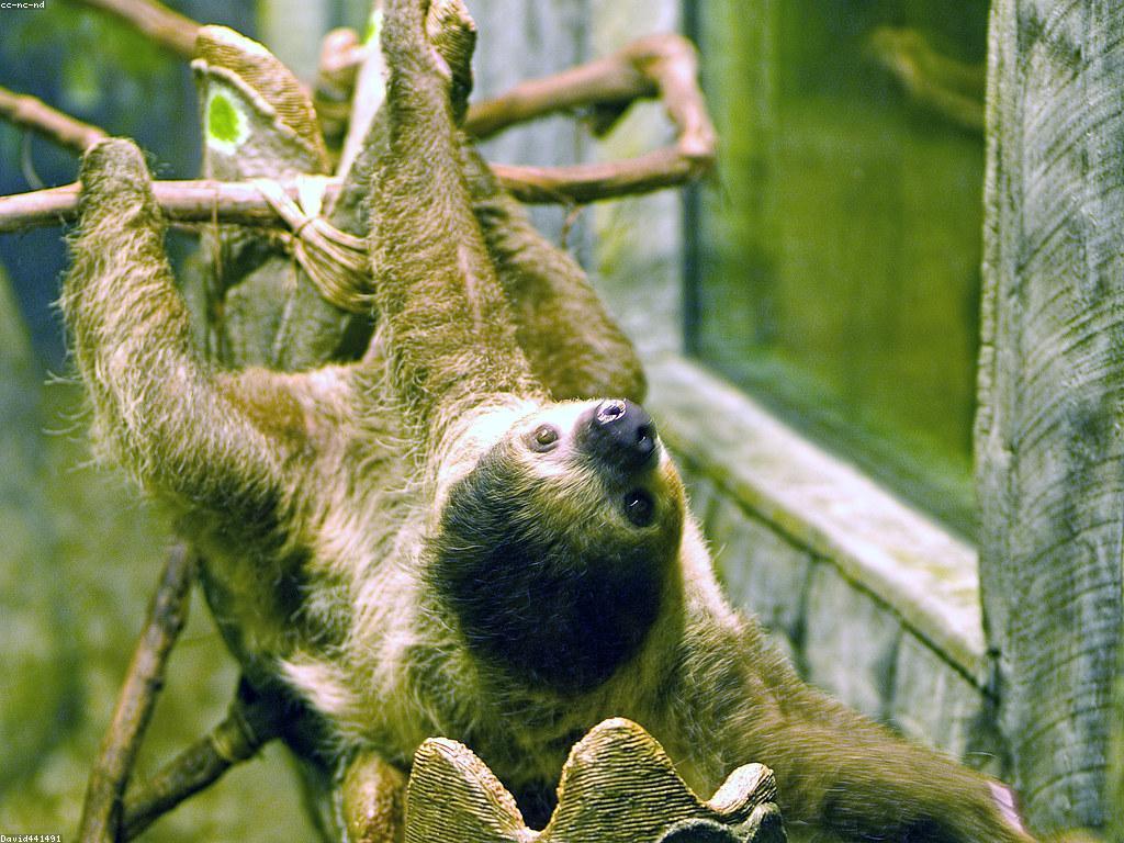 ចំណេះដឹងអំពីស្លុត: ការស្វែងយល់អំពីសត្វស្លុត