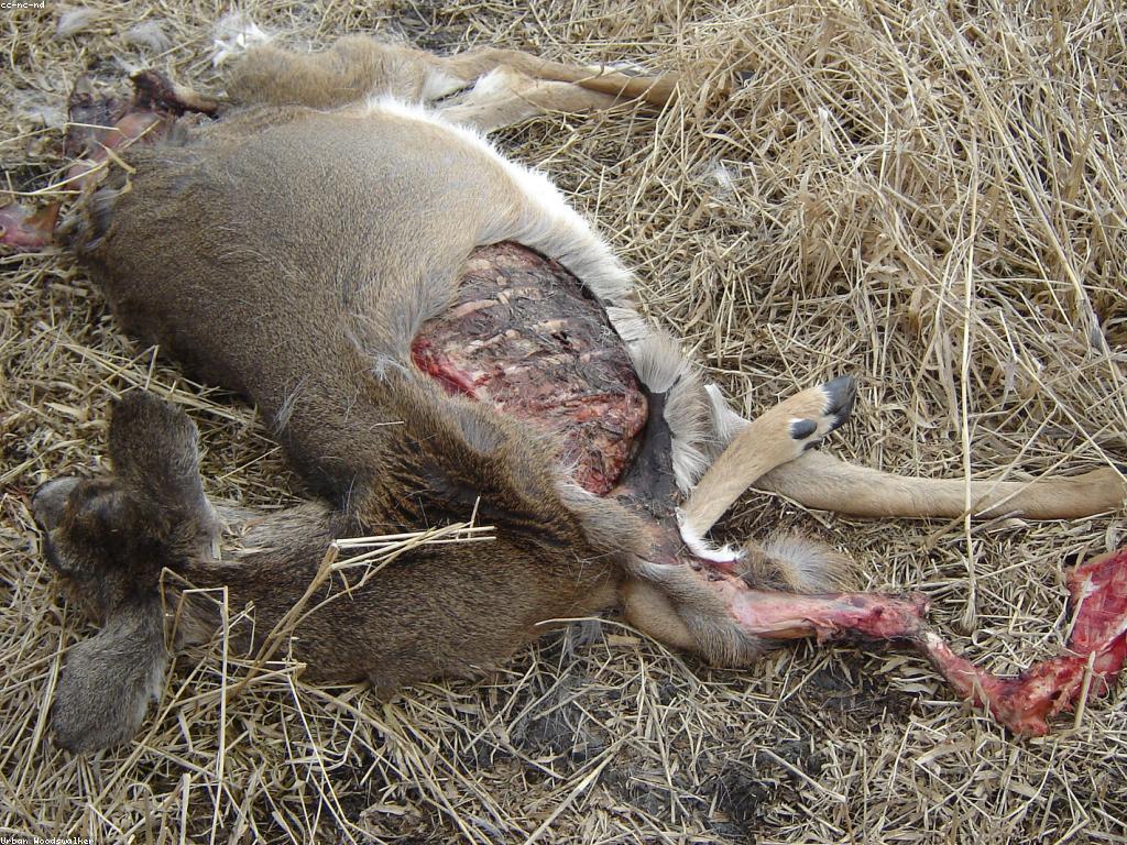 ព្រឹត្តិការណ៍និងព្រលឹង៖ ការពូជនិងជីវិត