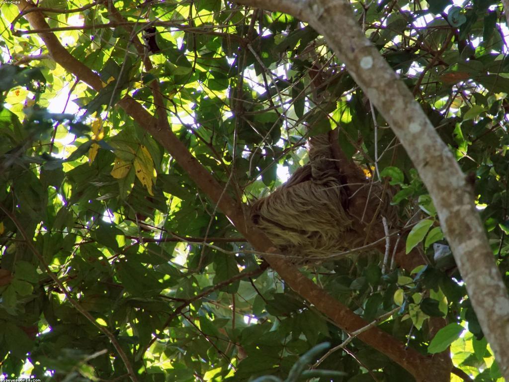 ចំណេះដឹងអំពីស្លុត: ការស្វែងយល់អំពីសត្វស្លុត