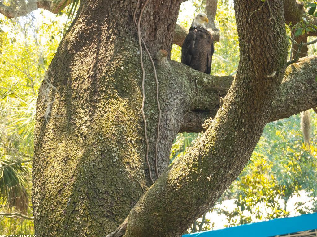 ចំណេះដឹងអំពីស្លុត: ការស្វែងយល់អំពីសត្វស្លុត