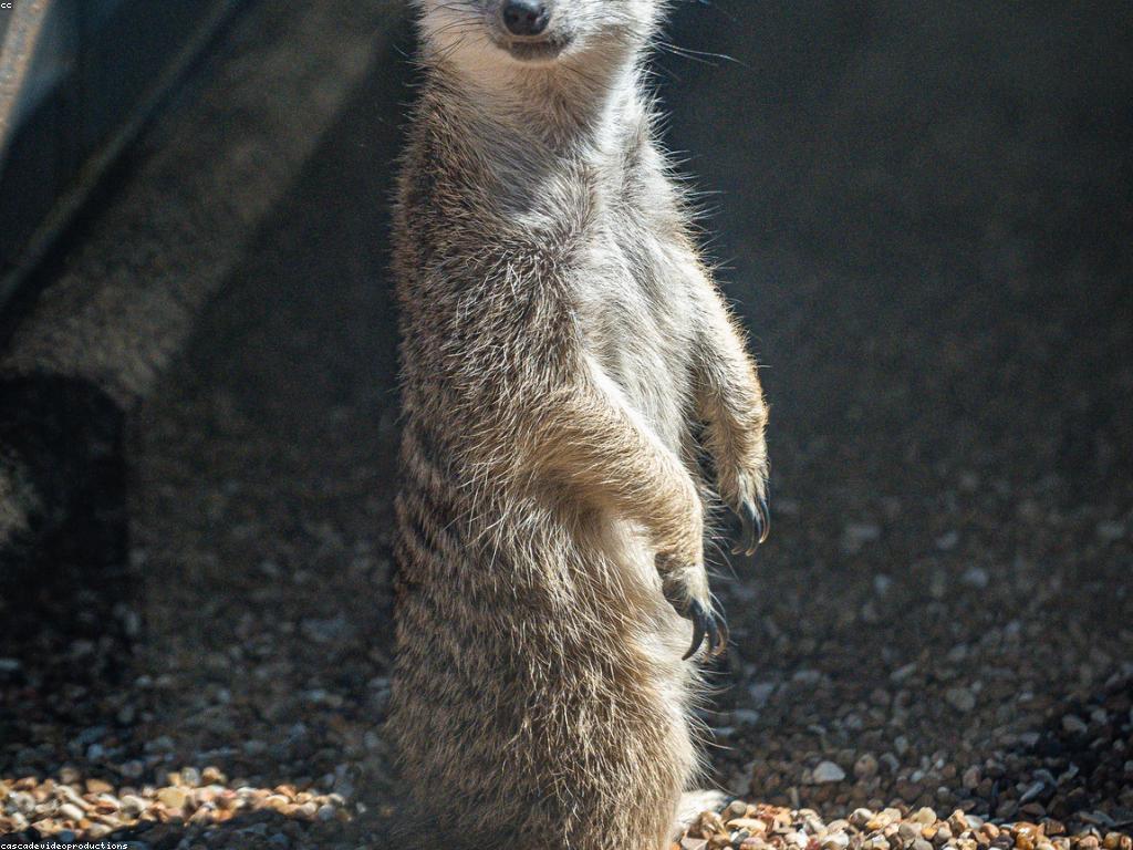 ការប្រើប្រាស់ក្បាច់ស្លុតសម្រាប់ការបង្កើតសិល្បៈ