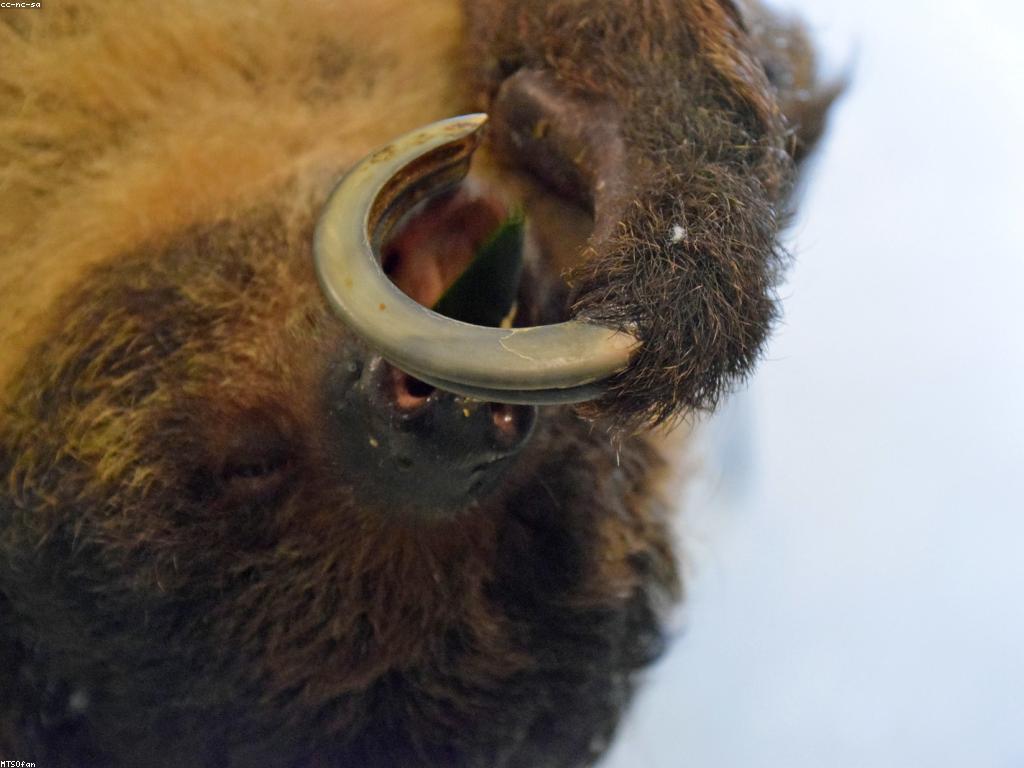 ការយល់ដឹងអំពីប្រភេទផ្សេងៗនៃស្លុត